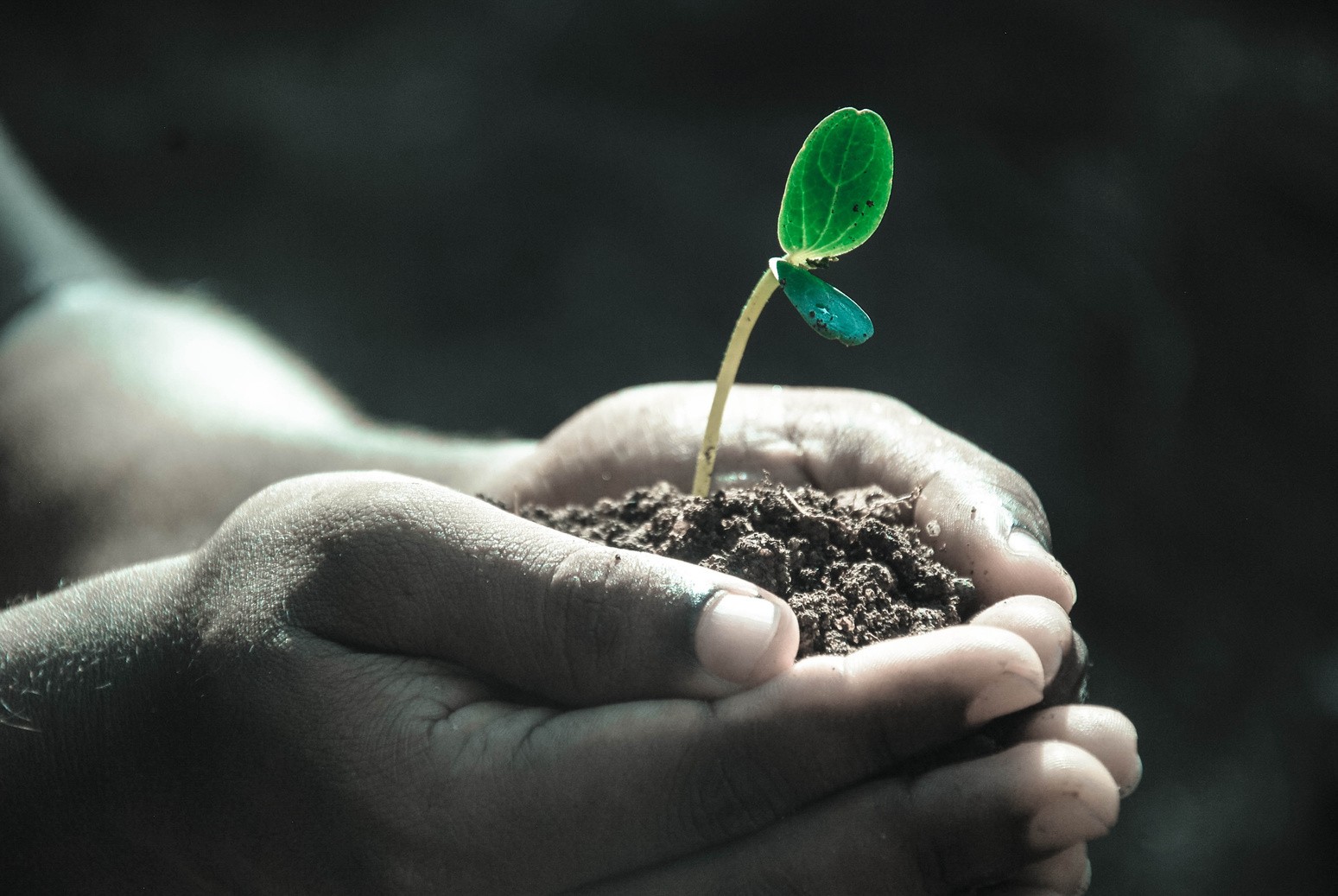 Manos sosteniendo tierra con una planta joven creciendo